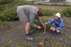 Over 200 precious native plants marked at Westshore
