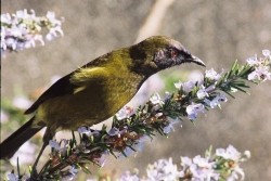 Garden Bird Survey Helps with Biodiversity Action