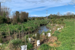 More trees for Haumoana