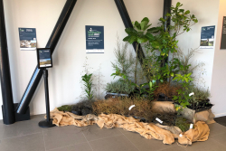 Rare coastal plants to welcome passengers arriving at Hawke’s Bay Airport 