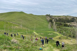 Collaboration the key to improving habitat for kiwi and mitigating climate change in Hawke’s Bay