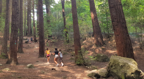 Redwoods at Te Mata Park small