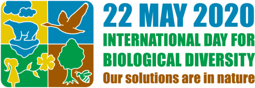 idb 2020 logo en web