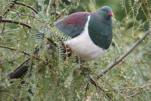 Home » Hawke's Bay Biodiversity