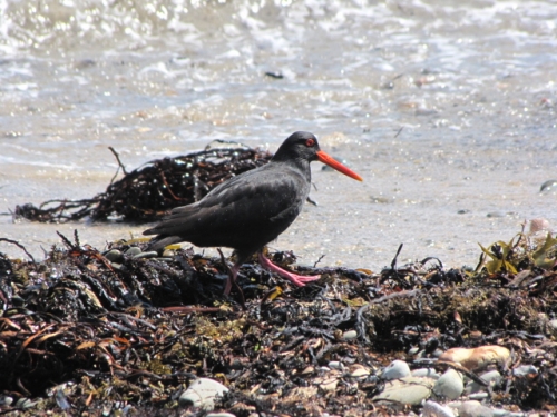 Variable oyster catcher