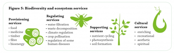 Ecosystem services illustration